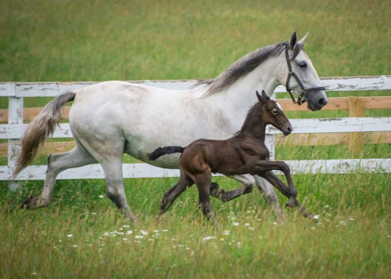 Willkommen beim Lipizzanerfranzl, einem einzigartigen Ausflugsziel, das Spaß und Genuss für die ganze Familie bietet!